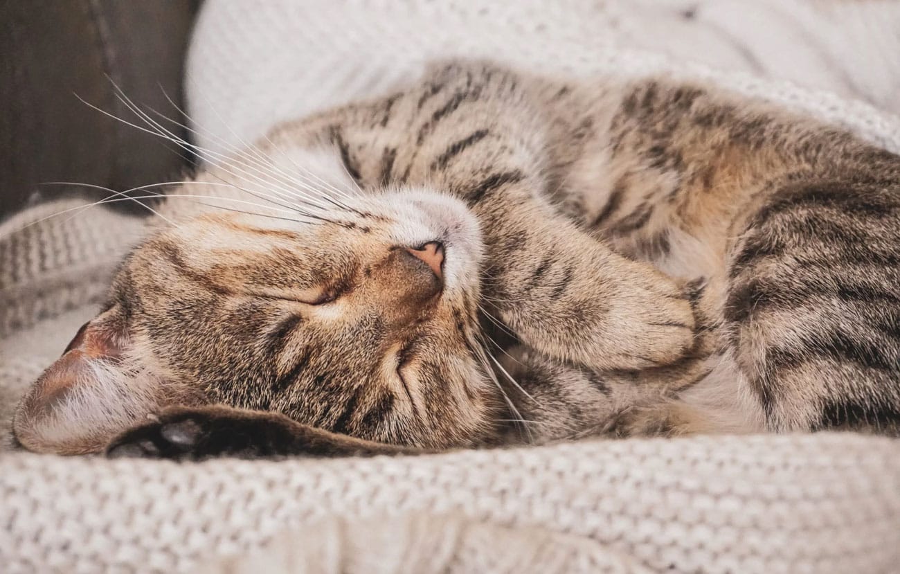 Katze liegt mit geschlossenen Augen auf dem Sofa